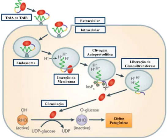 Figura 2. Internalização e mecanismo de ação das toxinas do Clostridium difficile. 