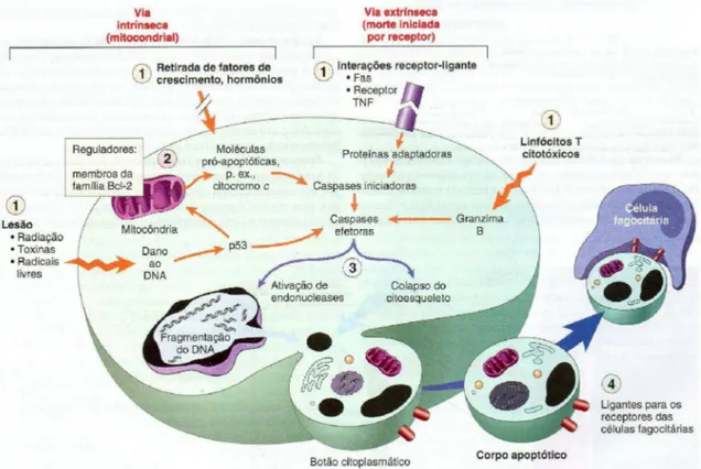 Figura  3.  Diagrama  representativo  dos  mecanismos  da  apoptose.  Adaptado  de  ROBBINS et al