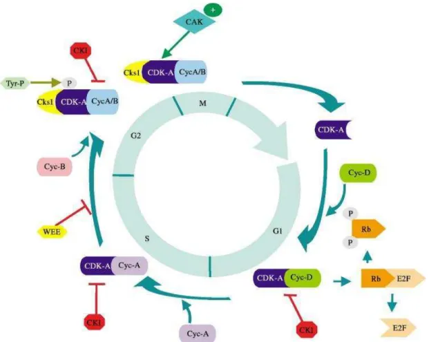 Figura 4. Ciclo celular: as Ciclinas e as CDKs. As fases do ciclo celular nas quais  diferentes  complexos  de  ciclinas  e  quinases  dependentes  de  ciclinas  (CDKs)  estão  indicados (ANDRIETTA et al., 2001)