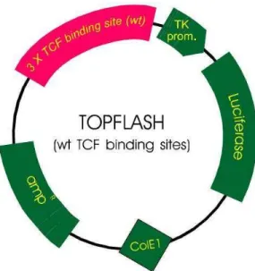 Figura  6.  Representação  esquemática  do  vetor  pTOPFlash.  Plasmídeo  repórter  TCF contendo 3 cópias do sítio de ligação TCF (selvagem) upstream  ao promotor de  timidina quinase (TK prom.) e o sítio de leitura da Luciferase