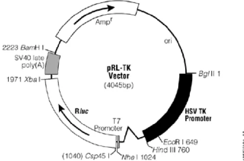Figura 7. Representação esquemática do vetor pRLTK. O vetor pRLTK contém o  promotor  de  timidina  quinase  do  vírus  herpes  simplex  (HSV  TK),  o  cDNA  codificando  Renilla  luciferase  (Rluc),  o  gene  de  resistência  à  ampicilina  (amp)  e  o  v