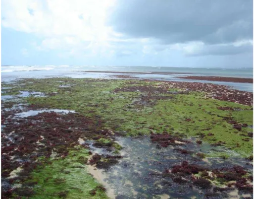 Figura 3  –  Imagem do banco de  Halodule  wrightii descoberto  pela maré baixa e rodeado pelas rodofíceas, na  praia das Goiabeiras