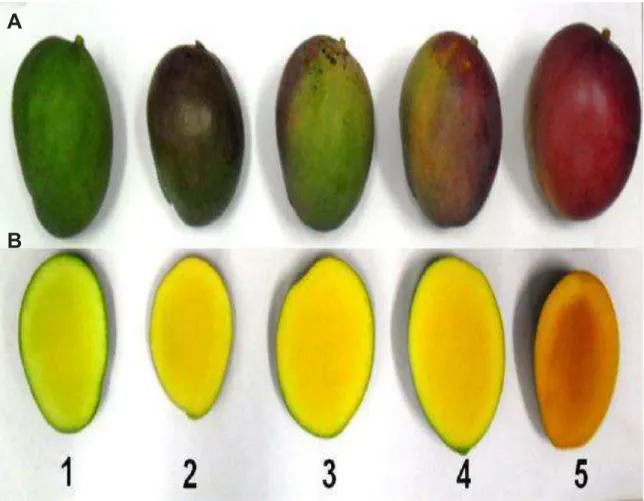 FIGURA 2. Escala de maturação da manga ‘Tommy Atkins’ segundo sua coloração de  casca (A) e da polpa (B), conforme Protrade (1992)