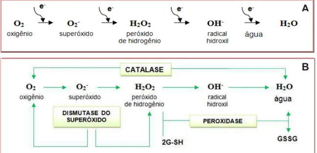 FIGURA  5.  Sistema  antioxidante  enzimático.  (A)  Redução  do  oxigênio  em  espécies  reativas  (B)  Atuação  do  complexo  enzimático  antioxidante  na  remoção  das  espécies  reativas de oxigênio
