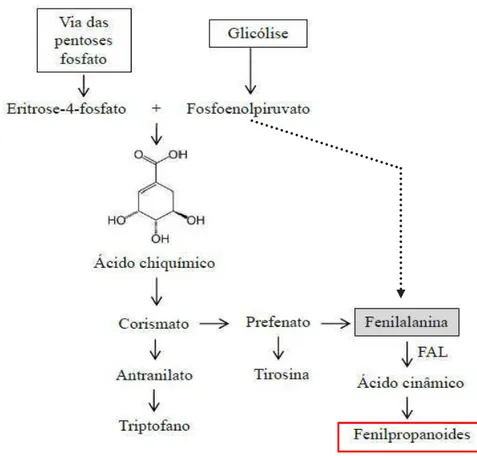 FIGURA  9.  Metabolismo  dos  compostos  fenólicos  em  plantas.  FAL:  fenilalanina  amônia liase