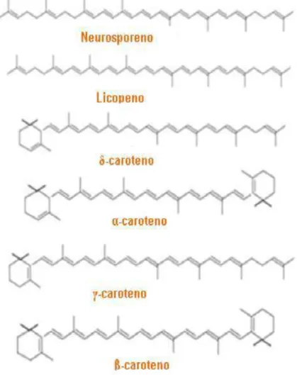 FIGURA 13. Fórmula estrutural de alguns carotenóides. FONTE: Van den Berg et al.,  (2000)