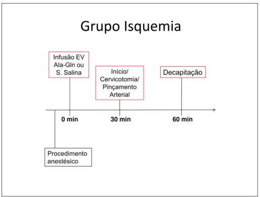 FIGURA 6 – Grupo Isquemia 