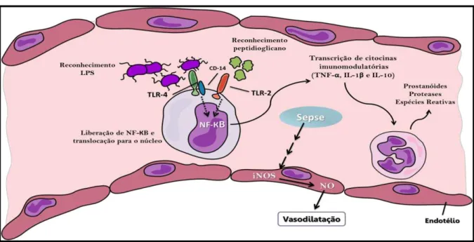 Figura 2 - Ativação de receptores Toll-like induzem resposta inflamatória na sepse.  