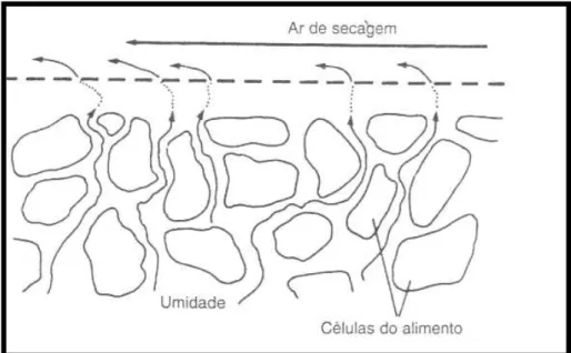 Figura 2. Mecanismo de migração da água para superfície do alimento durante a  secagem convectiva