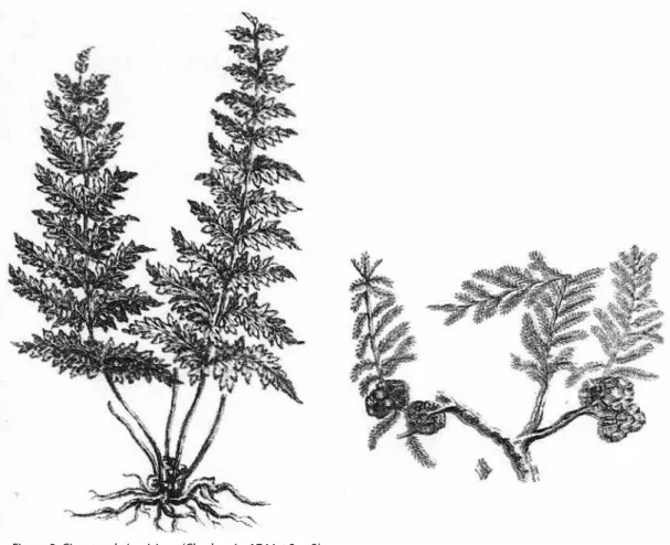 Figura 3: Cipestre da Louisiana (Charlevoix, 1744, t.2, p.3) 