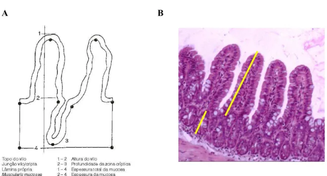 Figura 9  –  Modelo esquemático da análise morfométrica da altura do vilo e da  profundidade  da  cripta  (A  e  B)  utilizando  o  programa  Image  J  1.4 ®  (NIH  –   National  Institute  of  Health,  Bethesda, MD, EUA)