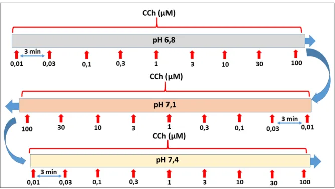 Figura 6  –  Protocolo de curvas concentração-efeito ao CCh com pHs em ordem crescente  (6,8; 7,1 e 7,4)