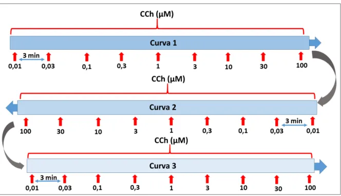Figura 7  –  Protocolo de curvas consecutivas ao CCh em meio com mesmo pH (7,4). 