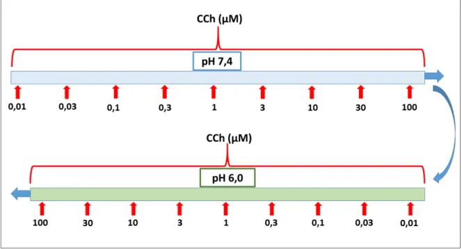 Figura 9 – Curvas concentração-efeito ao CCh em meios com pHs (7,4 ou 6,0). 