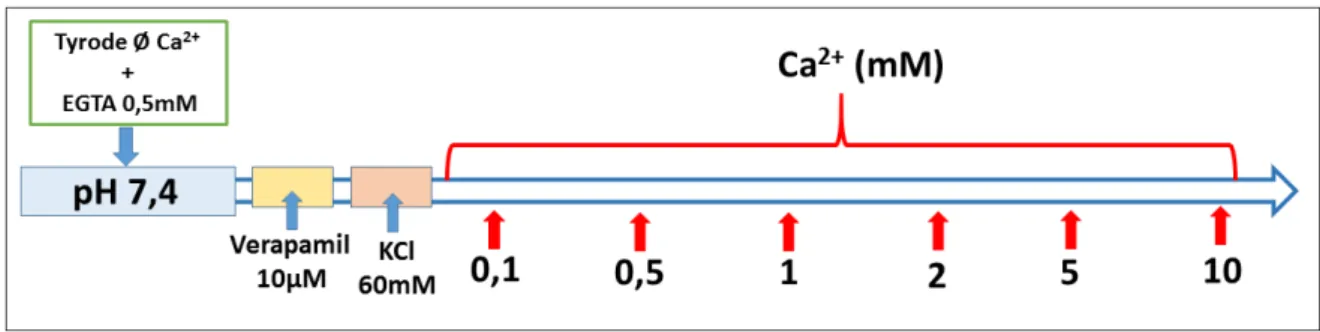 Figura 12 – Protocolo de bloqueio dos canais do tipo VOOC pelo verapamil (10µM). 