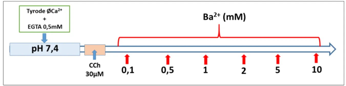 Figura 14  –  Protocolo de curva concentração-efeito ao Ba 2+  com estímulo prévio de CCh  (30µM)
