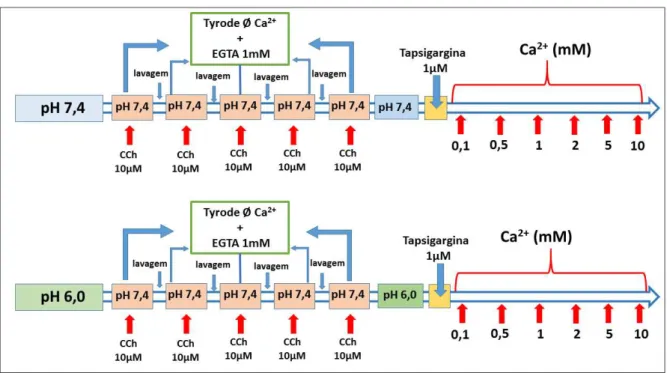 Figura 16  –  Protocolo para avaliar o papel dos canais do tipo SOCC em tecidos banhados em  soluções com diferentes pHs (7,4 ou 6,0)