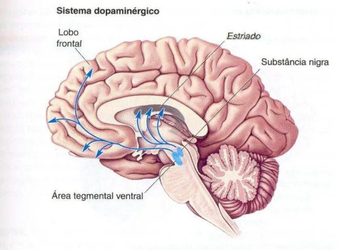 Figura 3: Vias do sistema dopaminérgico no Sistema Nervoso Central 