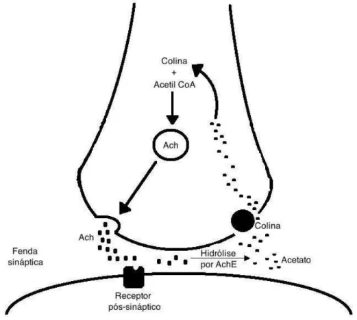 Figura 4: Degradação da acetilcolina pela acetilcolinesterase 