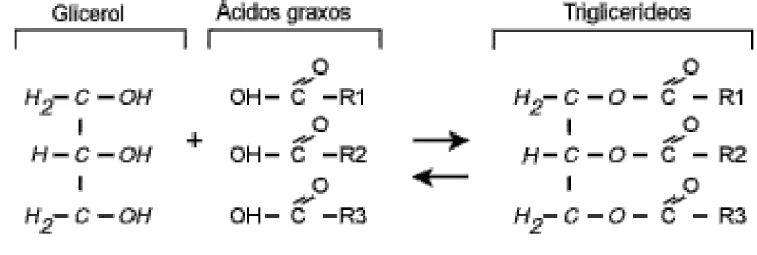 Figura  3:  Equação  e  fórmula  química  estrutural  dos  triglicerídeos,  glicerol  e  ácidos  graxos.