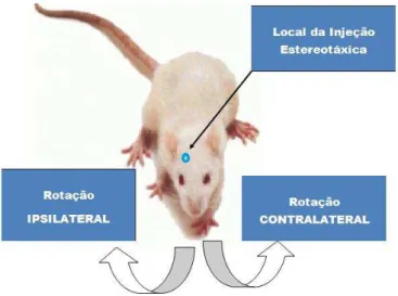 Figura  5:  demonstração  do  local  da  injeção  estereotáxica  e  sentidos  da  rotação  ipsilateral  e  contralateral