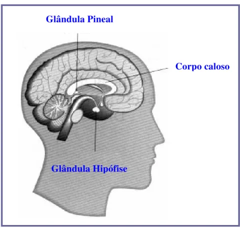 Figura 1: Localização da glândula pineal. 