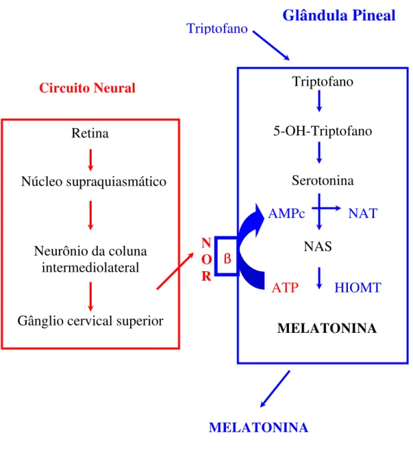 Figura 4:  Circuito de ativação da produção de melatonina pela glândula pineal. 