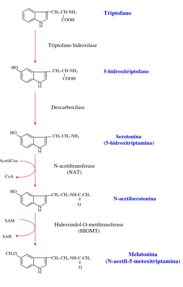 Figura 5: Síntese da melatonina na glândula pineal; SAM = S- S-adenosilmetionina, SAH = S-adenosil-homocisteína