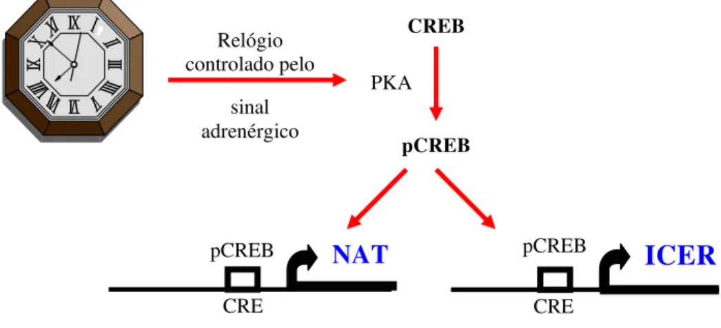 Figura 6: Controle da expressão temporal da NAT. À noite, o sinal adrenérgico  ativa uma quinase dependente de AMPc (PKA) que fosforila o CREB