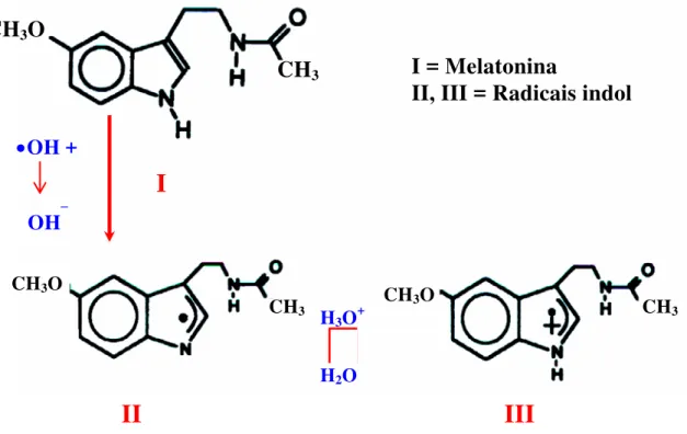 Figura 10: Existem evidências de que a Melatonina (I) pode detoxificar radicais  altamente tóxicos através da doação de elétrons, com isso ela se torna  um radical  indol catiônico, o qual pode existir em mais de uma forma (II e III) (Reiter,  1998)