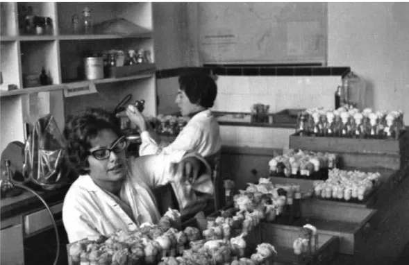 Figura 3: Década de 1960. Clara Maria P. Maciel e, ao fundo, Nena Morales, trabalhando no Laboratório de Drosophila  (Museu da Genética, Universidade Federal do Rio Grande do Sul)