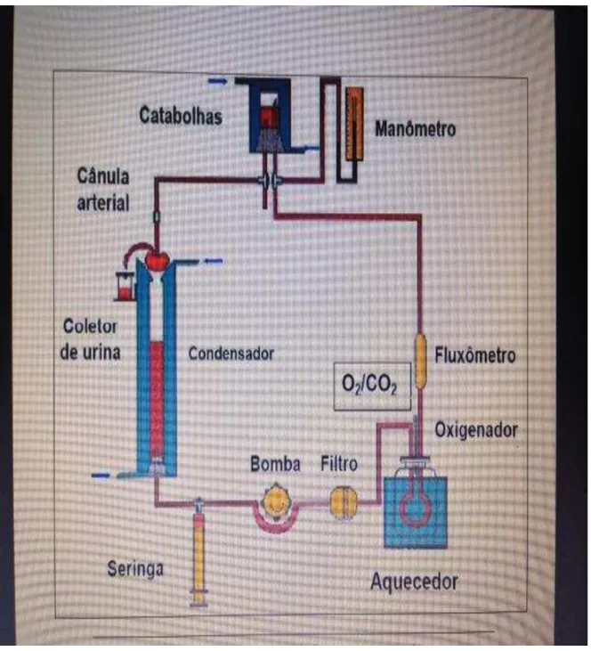 Figura 2. Esquema do sistema de perfusão de rim isolado que foi utilizado para                 a pesquisa(Campos, 1989)