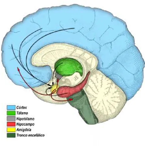 Figura 4 -  Ansiedade patológica: hiperativação de circuitos ligados à amígdala