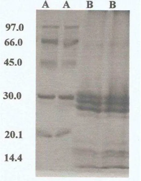 Figura 3:  Eletroforese em gel de poliacrilamida (12,5%) da fração proteínas do látex de  Calotropis  procera