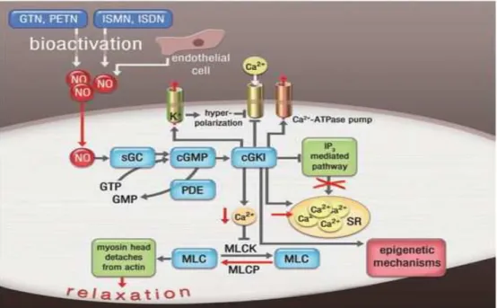 Figura  3.  Esquema  representativo  da  via  NO/GCs/GMPc/PKG,  sensibilização  dos  níveis  de cálcio intracelular, fosforilzação da cadeia leve de miosina causando relaxamento do  músculo liso vascular