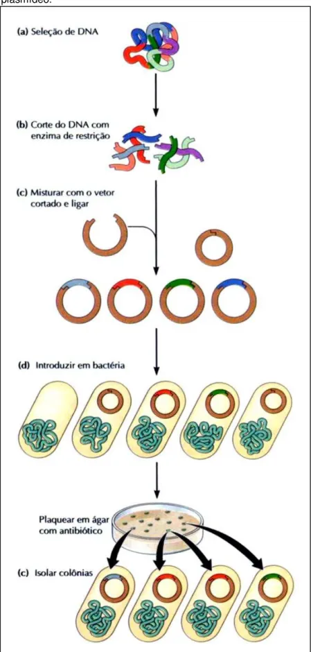 Figura  46  –  Etapas  básicas  de  clonagem  de  DNA  em  um  plasmídeo. 