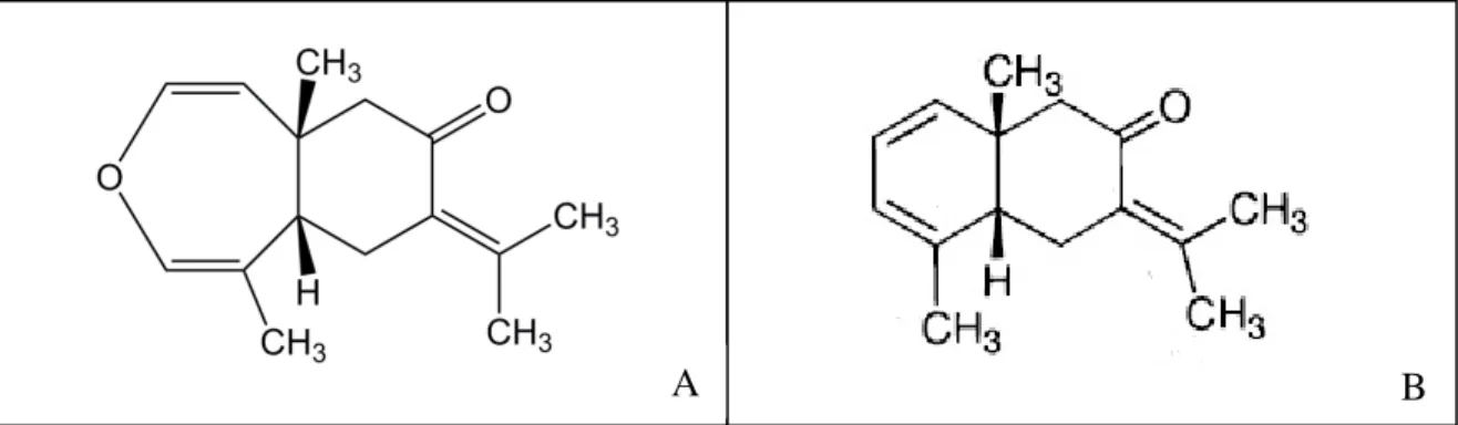 Figura  4  –  Estrutura  molecular  da  (A)  oxidoselina-1,3,7(11)-trien-8-ona  e  da  (B)  selina- selina-1,3,7(11)-trien-8-ona