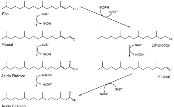 Figura 3 – Vias de degradação do fitol a ácido fitânico. No lado esquerdo, esquema da  via de degradação proposta para mamíferos