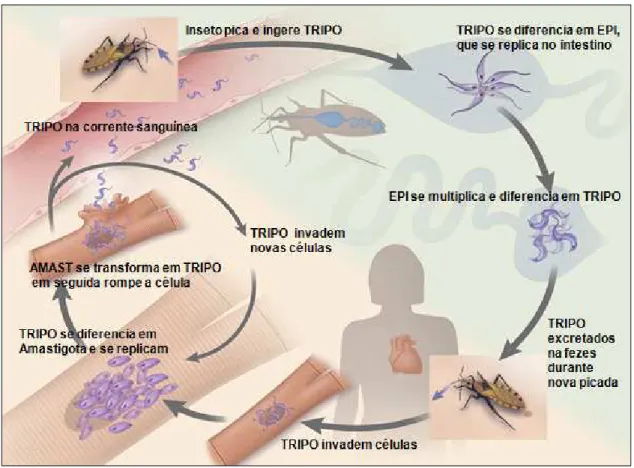 Figura 4 - Ciclo de vida do Trypanosoma cruzi 