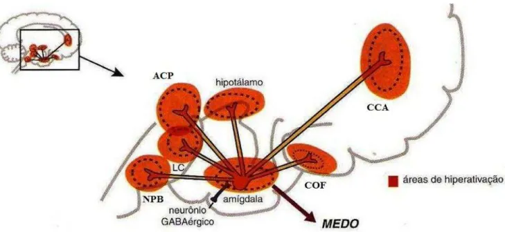 Figura 2 - Ansiedade patológica: hiperativação de circuitos ligados à amígdala  