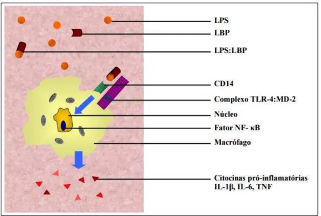 Figura  6  -  Mecanismo  de  ação  simplificado  do  LPS  em  um  macrófago,  culminando  com  a  liberação de citocinas pró-inflamatórias