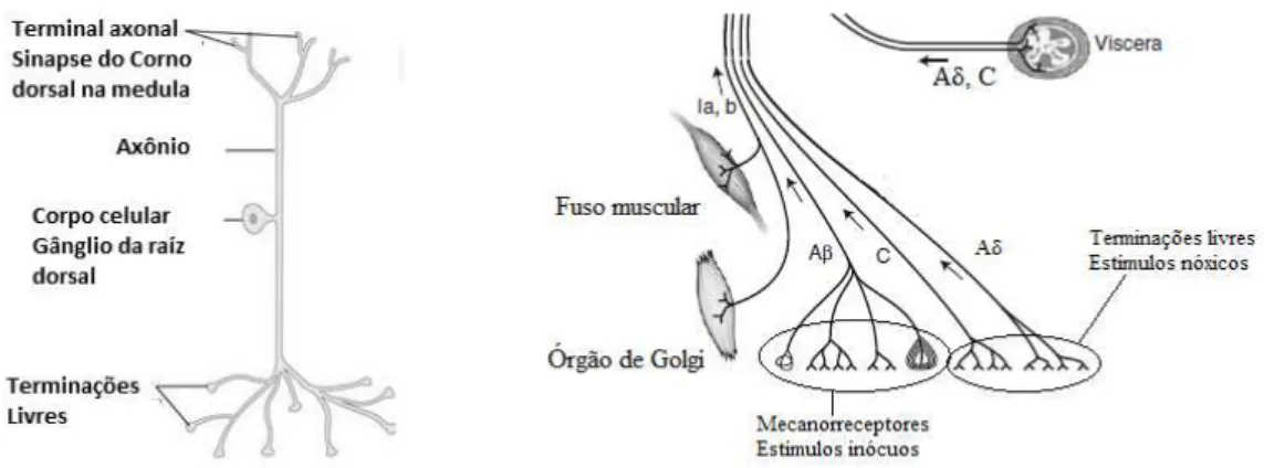Figura 2. Neurônio nociceptivo primário. Aβ, Aδ e C referem -se às fibras nervosas  condutoras de estímulos, conforme descrito na Tabela 1 