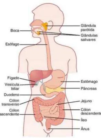 Figura 1: Trato digestivo  