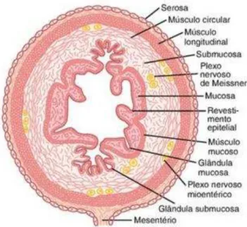 Figura 2  –  Camadas da parede gastrintestinal - Corte transversal típico do intestino 
