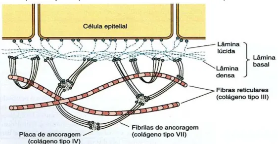Figura II.1.2: Representação esquemática da membrana basal ancorada a epiderme.