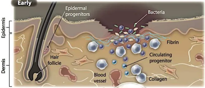 Figura  II.2.2: Mecanismos celulares e moleculares da regeneração em pele normal. Representação  da fase inicial da cicatrização incluindo hemostasia, ativação de queratinócitos e células inflamatórias