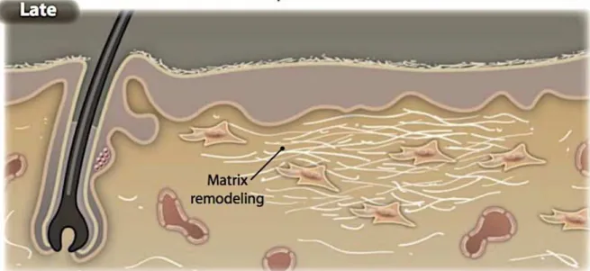 Figura  II.2.4:  A  fase  de  remodelativa  envolve  remodelação  da  MEC,    resultando  na  formação  de  cicatriz e restauração da barreira epitelial