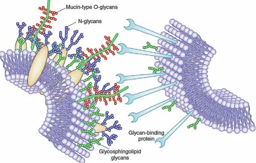 Figura  II.3.1:  Interações  célula-célula  são  mediadas  através  da  interação  entre  carboidratos  e  proteínas na superfície celular