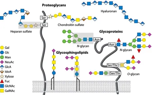 Figura II.3.2: Classes de glicanos comumente encontrados na superfície celular de mamíferos