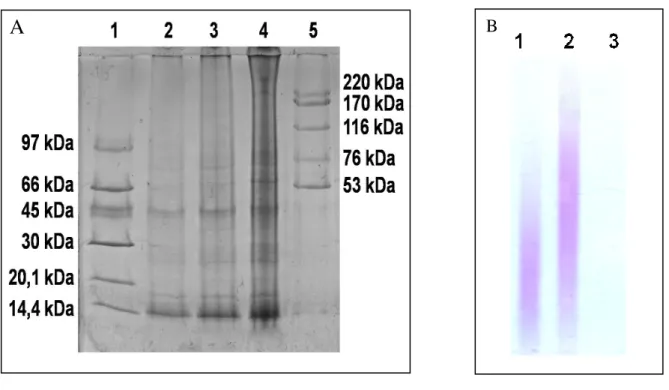 Figura  7-  Identificação  de  proteínas  e  carboidratos  presentes  no  extrato  de  Ascaris  suum